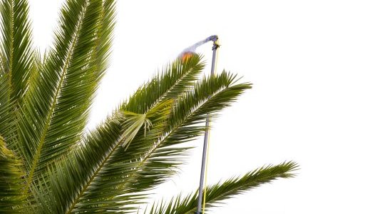 Lutte contre le Charançon Rouge du Palmier : la Ville de Nice première ville de France à utiliser une solution 100% naturelle
