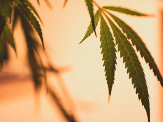 CBD : si, ma non troppo...
