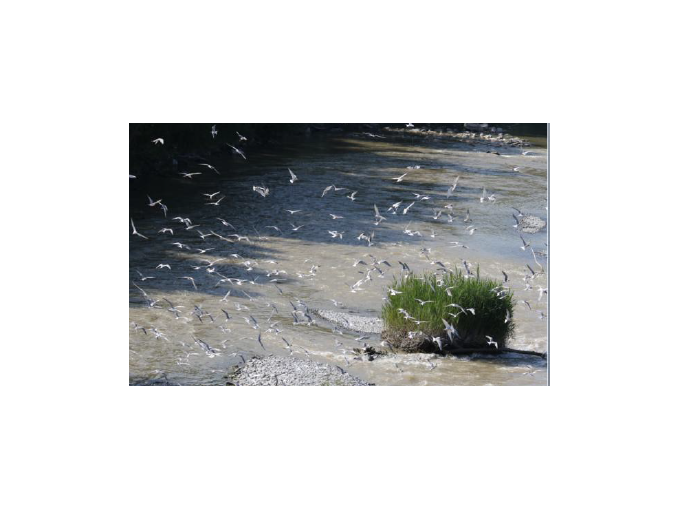 « Natura 2000 Basse (…)