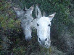 Débroussaillage écologique au parc naturel forestier de la Croix des Gardes