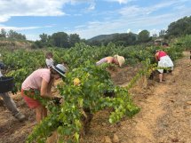 Vins rosés – La filière prépare le vignoble de 2035 pour conforter son leadership mondial