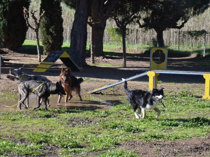 À Cassis, les chiens, (…)