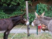 L'âne Diego Oreo, deux ans, rejoint l'enclos municipal de Saint-Laurent-du-Var