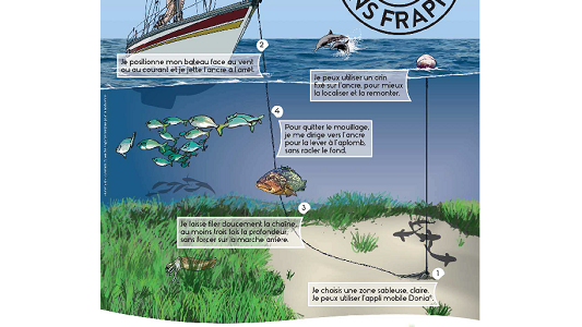 Herbier de Posidonie : La Métropole Nice Côte d'Azur appelle les plaisanciers à plus de vigilance 