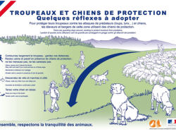 Soyez vigilant en vous baladant a ? proximite ? des troupeaux !
