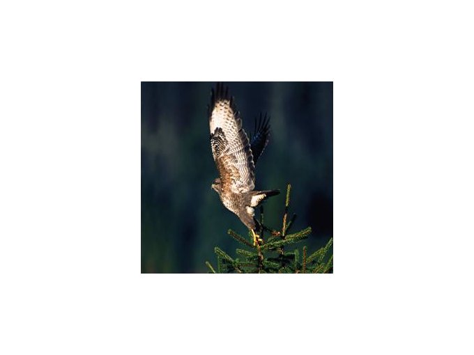 Lâcher d'un rapace « (…)