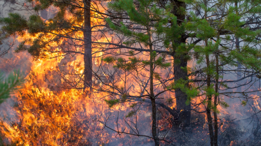 Incendies en Gironde et dans les Landes : l'État prend en charge à 100 % l'activité partielle des TPE et PME évacuées