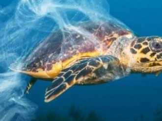 Tortues marines : six espèces sur sept menacées alerte la Fondation de la Mer 