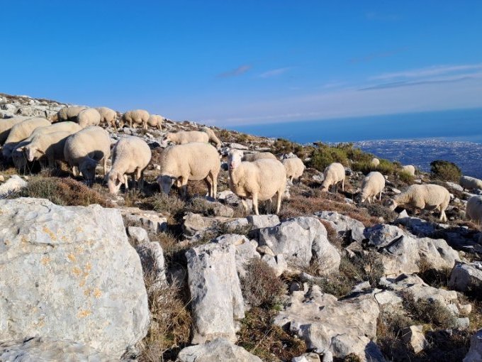 La transhumance et le (…)