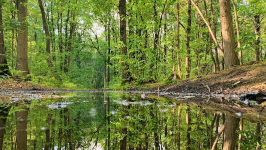 Europe : Le droit pénal pour mieux protéger l'environnement