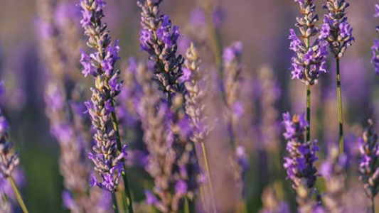  Exportation – Provence d'Antan vise la conquête de l'Ouest américain