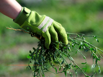 Roquefort-Les-Pins : avis de marché pour le désherbage et traitement phytosanitaire sur le domaine communal
