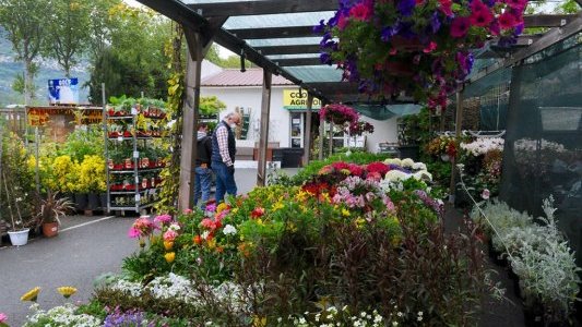 Nice : le printemps de retour à la coopérative