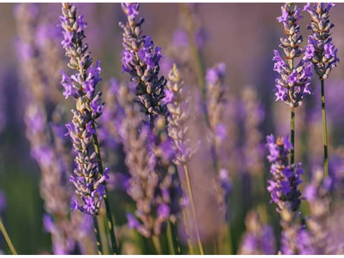 Exportation – Provence