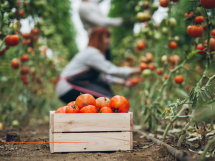 Secteur agricole : L'exonération de cotisations patronales « Travailleurs Occasionnels – Demandeurs d'emploi » est prorogée et renforcée
