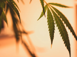 CBD : si, ma non troppo...