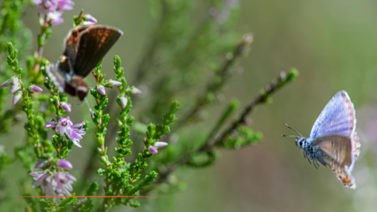 Valbonne s'engage pour un siècle de protection de la forêt du Fugueiret