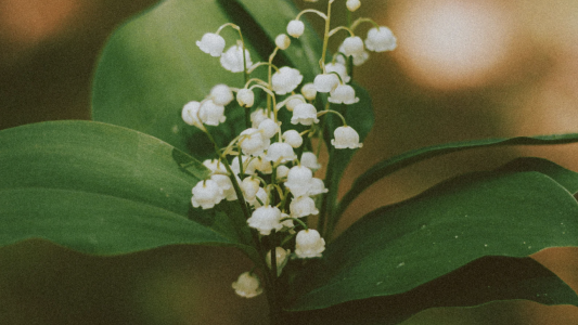 Vente du muguet le 1er mai sur la voie publique : quelques rappels