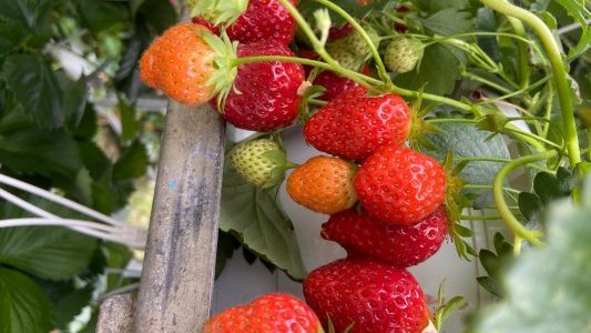 Fête de la fraise à Carros : un succès populaire qui fait le plein de saveurs