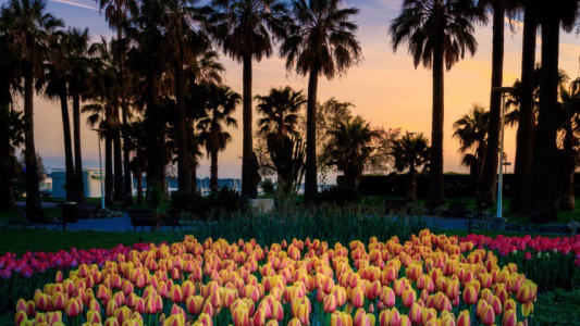 Villes et Villages Fleuris : Cannes conserve ses « Quatre Fleurs » avec les félicitations du jury