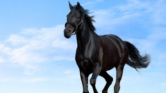 Pur-sang Arabes : le Show à Menton le 4 et 5 juin 2016