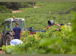  Au-delà du succès du rosé, la filière prépare le vignoble de 2035