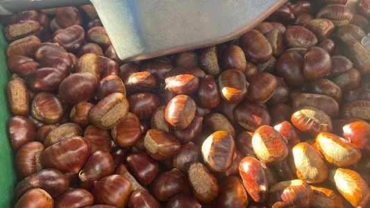 Fête de la Châtaigne : Quand le haut-pays s'invite à Cagnes-sur-Mer