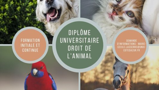 Un D.U droit de l'animal à la fac de droit de Nice