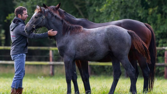  À Saint-Martin-de-Crau, un débat sur l'élevage en Provence-Alpes-Côte d'Azur