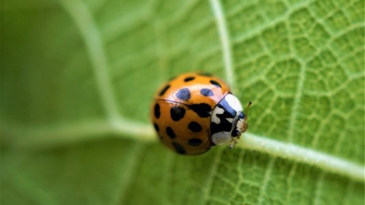 Saint-Paul-de-Vence va réaliser un Atlas de la Biodiversité Communale (ABC)