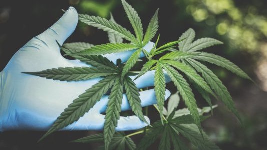 Cannabis thérapeutique : la porte s'entrouvre pour des essais cliniques
