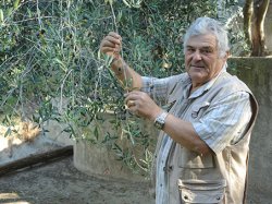 Olive de nice : il faut s'attendre à une toute petite récolte cette année