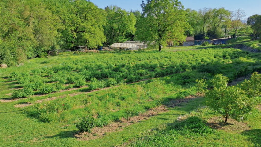 Tradition, science et agriculture régénératrice : MANE lance son jardin expérimental