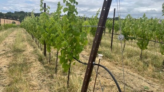 Projet transfrontalier INN-PRATICA : Des experts du Var et de la Corse en Toscane pour un colloque sur l'agriculture du futur