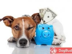 Quand la passion des chiens rapporte de l'argent : un dog-sitter peut gagner 10.000€ de revenus complémentaires par an !