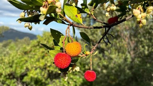La Caisse d'Épargne Côte d'Azur soutient un projet agro-écologique pour restaurer le maquis varois
