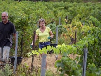 Les ventes de Vins de Provence boostées par les touristes français