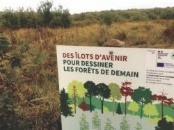 FORÊTS : L'impact dévastateur du changement climatique