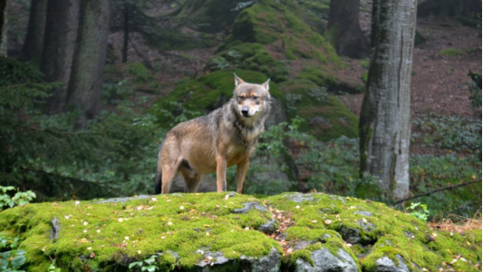 Loup : six arrêtés préfectoraux reconduisant des autorisations de tirs de défense renforcée suspendus par le TA de Nice