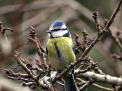 Les oiseaux communs de Provence-Alpes-Côte d'Azur en déclin généralisé constant