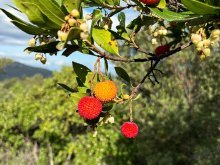 La Caisse d'Épargne Côte d'Azur soutient un projet agro-écologique pour restaurer le maquis varois