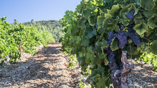 Le Centre d'Affaires Viticulture de la Caisse d'Epargne Côte d'Azur aux côtés de ses clients viticulteurs
