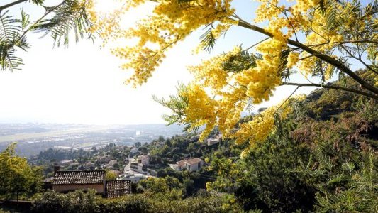 Mandelieu-la-Napoule rejoint le cercle des villes 4 Fleurs en Région Sud