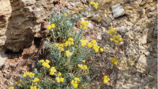 Label UNESCO – Le Var lance un grand atlas de son patrimoine culturel