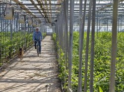 A Hyères, Olsthoorn Floriculture, une production éco-responsable