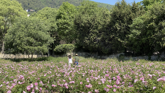 "European Fragrance Cities" : lancement ce 1er juin du Club Européen des Maires des villes de la Parfumerie 