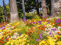  Beaulieu-sur-Mer : grande distribution de fleurs le mardi 14 avril 