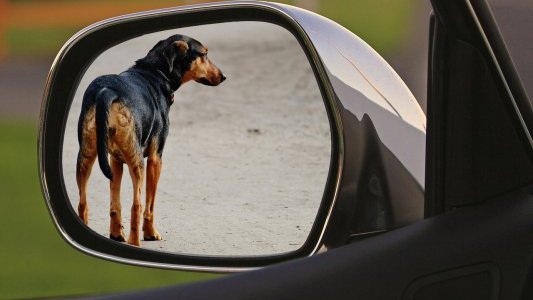 Webinaire : « Les actes de cruautés commis sur les animaux », par Laurent Bègue, Professeur de psychologie sociale