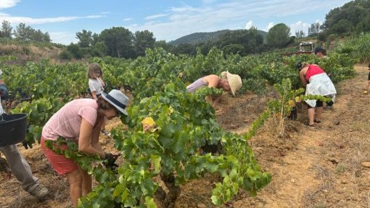 Vins rosés – La filière prépare le vignoble de 2035 pour conforter son leadership mondial