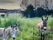 Dans les Alpes-Maritimes, les troupeaux participent à l'entretien des espaces et à la prévention des incendies